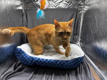 DORITO -  Domestic Short Hair Cat for Adoption in Grovetown, Georgia - DORITO | PetCurious