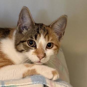 Reeses -  Domestic Short Hair Cat for Adoption in Lansing, Michigan - Reeses | PetCurious