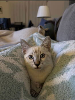 Rescue Siamese Cats for Adoption in Phoenix, Arizona - Mellow Snowball | PetCurious