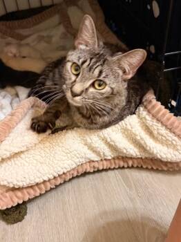 *Mistral -  Domestic Short Hair Cat for Adoption in Newnan, Georgia - *Mistral | PetCurious