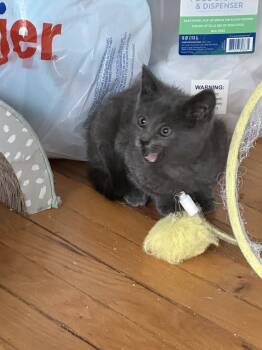 Rescue Domestic Short Hair Cats for Adoption in Oak Park, Michigan - Rune | PetCurious