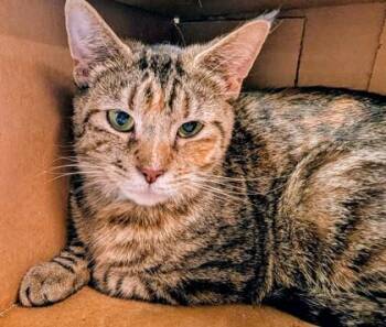 Monsoon -  Domestic Short Hair Cat for Adoption in West Chester, Pennsylvania - Monsoon | PetCurious