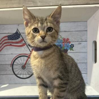Ben -  Domestic Short Hair Cat for Adoption in Normal, Illinois - Ben | PetCurious