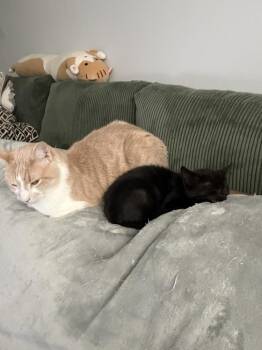 Camembert (was Skittles) -  Domestic Short Hair Cat for Adoption in Ferndale, Michigan - Camembert (was Skittles) | PetCurious