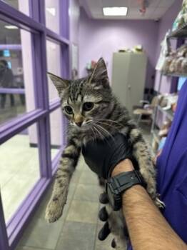 Rescue Domestic Medium Hair Cats for Adoption in El Paso, Texas - 59835385 | PetCurious
