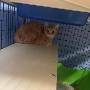 Domestic Short Hair Cats Available for Adoption - Simba | PetCurious