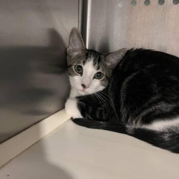 Wheezie -  Domestic Short Hair Cat for Adoption in Washburn, Missouri - Wheezie | PetCurious