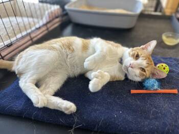 Chooch -  Domestic Short Hair Cat for Adoption in Pleasantville, New Jersey - Chooch | PetCurious