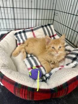 August -  Domestic Long Hair Cat for Adoption in Big Rapids, Michigan - August | PetCurious