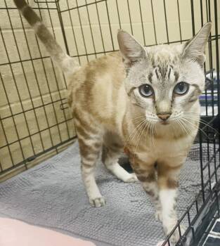 Beryl -  Bengal and Siamese Cat for Adoption in Seabrook, Texas - Beryl | PetCurious