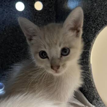 Siamese Cats Available for Adoption in Pasadena, California - Prism | PetCurious