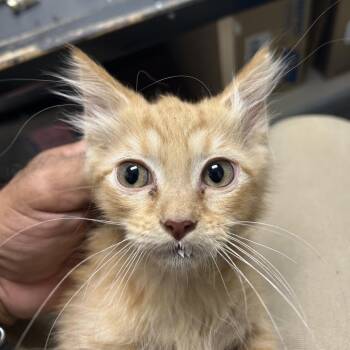 Fox -  American Shorthair Cat for Adoption in Lufkin, Texas - Fox | PetCurious