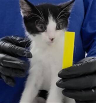 MIKE -  Domestic Short Hair Cat for Adoption in Camarillo, California - MIKE | PetCurious