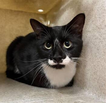 Domestic Short Hair Cats Available for Adoption in Camarillo, California - POPPY | PetCurious