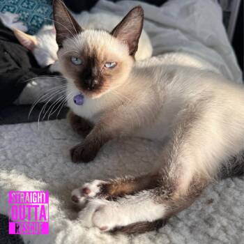 Negitoro -  Siamese Cat for Adoption in Vancouver, British Columbia - Negitoro | PetCurious