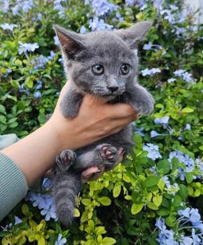 Rescue Domestic Short Hair Cats for Adoption in Brooksville, Florida - Stormie | PetCurious