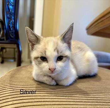 Domestic Short Hair Cats Available for Adoption - Saver | PetCurious