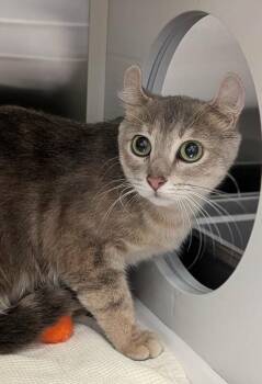 Paula -  American Curl Cat for Adoption in Grand Rapids, Michigan - Paula | PetCurious