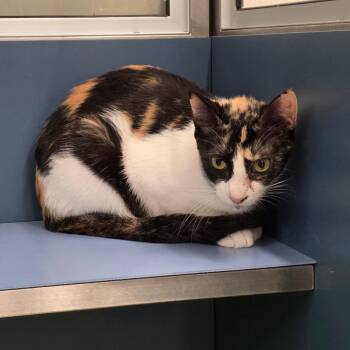 Aly -  Domestic Short Hair Cat for Adoption in Sand Springs, Oklahoma - Aly | PetCurious