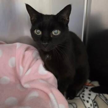 Domestic Short Hair Cats Available for Adoption - Mimi | PetCurious