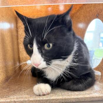 Domestic Short Hair Cats Available for Adoption in Philadelphia, Pennsylvania - Tux Tommy | PetCurious