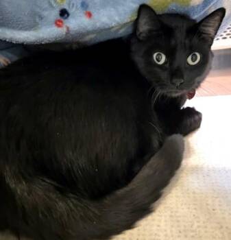 Zeus -  Domestic Short Hair Cat for Adoption in Stanwood, Washington - Zeus | PetCurious