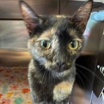 Domestic Short Hair Cats Available for Adoption in Knoxville, Tennessee - Venus | PetCurious