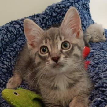Graham -  Domestic Short Hair Cat for Adoption in Melrose, Florida - Graham | PetCurious