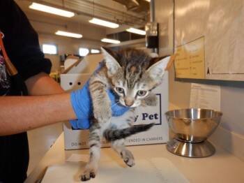 Domestic Short Hair Cats Available for Adoption in San Jose, California - A1407062 | PetCurious