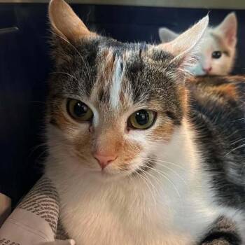 Waffles -  American Shorthair Cat Available for Adoption in Bethel, Connecticut - Waffles | PetCurious