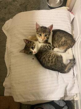 Domestic Short Hair Cats Available for Adoption in Rockaway, New Jersey - Jax KITTEN | PetCurious