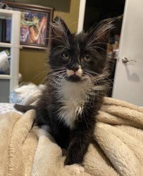 Freedom - USA Duo -  Tuxedo Cat for Adoption in Anthem, Arizona - Freedom - USA Duo | PetCurious