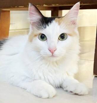 Turkish Angora and Maine Coon Cats Available for Adoption - Mary Is WOW Spectacular!  This Kitten Is Poofy Sweet And Just Am | PetCurious