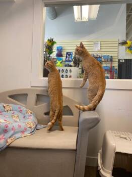 Hot Toddy / Gingerbread Latte -  Domestic Medium Hair Cat for Adoption in Winnipeg, Manitoba - Hot Toddy / Gingerbread Latte | PetCurious