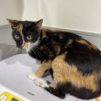 Molly -  Domestic Short Hair Cat for Adoption in Tampa, Florida - Molly | PetCurious
