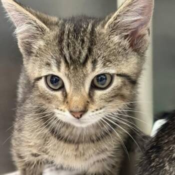 Kracken -  Domestic Short Hair Cat for Adoption in Honesdale, Pennsylvania - Kracken | PetCurious