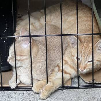 Nugget aka Starlight -  Domestic Short Hair Cat for Adoption in New York, New York - Nugget Aka Starlight | PetCurious