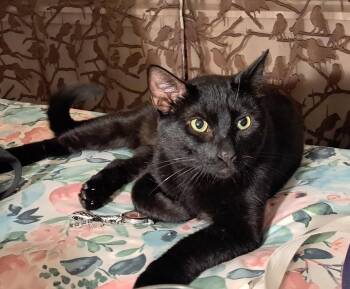 Rescue Bombay and Domestic Short Hair Cats for Adoption in San Jose, California - Shiro (intelligent / Playful / Affectionate) | PetCurious
