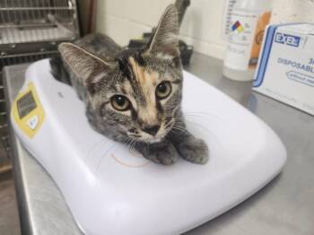 CORNFIELD -  Domestic Short Hair Cat for Adoption in Santa Fe, New Mexico - CORNFIELD | PetCurious