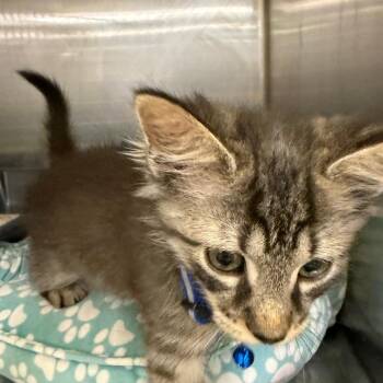 Budda -  Domestic Short Hair Cat for Adoption in Hagerstown, Maryland - Budda | PetCurious