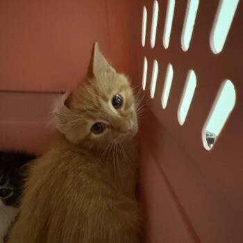 Aedion -  Domestic Short Hair Cat for Adoption in Lynchburg, Virginia - Aedion | PetCurious