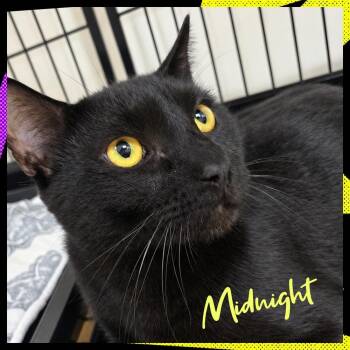 MIDNIGHT -  Domestic Short Hair Cat for Adoption in Southbury, Connecticut - MIDNIGHT | PetCurious