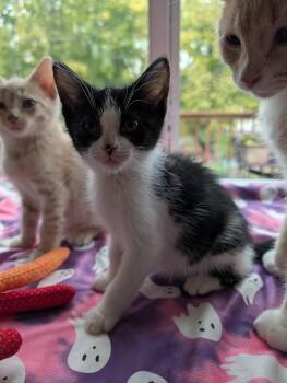 Rescue Domestic Short Hair Cats for Adoption - Amanda | PetCurious