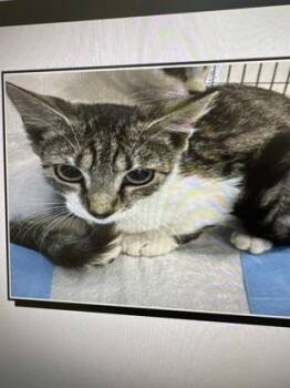 Tuna -  Domestic Short Hair Cat for Adoption in Daytona Beach, Florida - Tuna | PetCurious