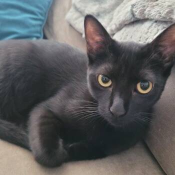 Bernadette (js) -  Domestic Short Hair Cat for Adoption in Los Angeles, California - Bernadette (js) | PetCurious