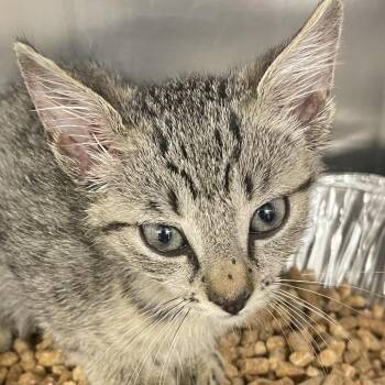 Dobby -  Domestic Short Hair Cat for Adoption in West Palm Beach, Florida - Dobby | PetCurious