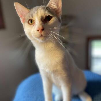 Rescue Domestic Short Hair Cats for Adoption in Rochester, Minnesota - Swiper | PetCurious