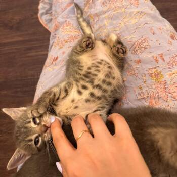 Domestic Short Hair Cats Available for Adoption in New York, New York - Dipsy | PetCurious