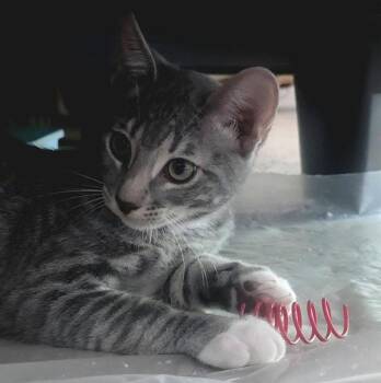 Bobs -  Tabby and Domestic Short Hair Cat for Adoption in Walnut Creek, California - Bobs | PetCurious
