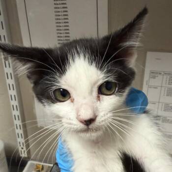Blanche -  Domestic Short Hair Cat for Adoption in Yuma, Arizona - Blanche | PetCurious